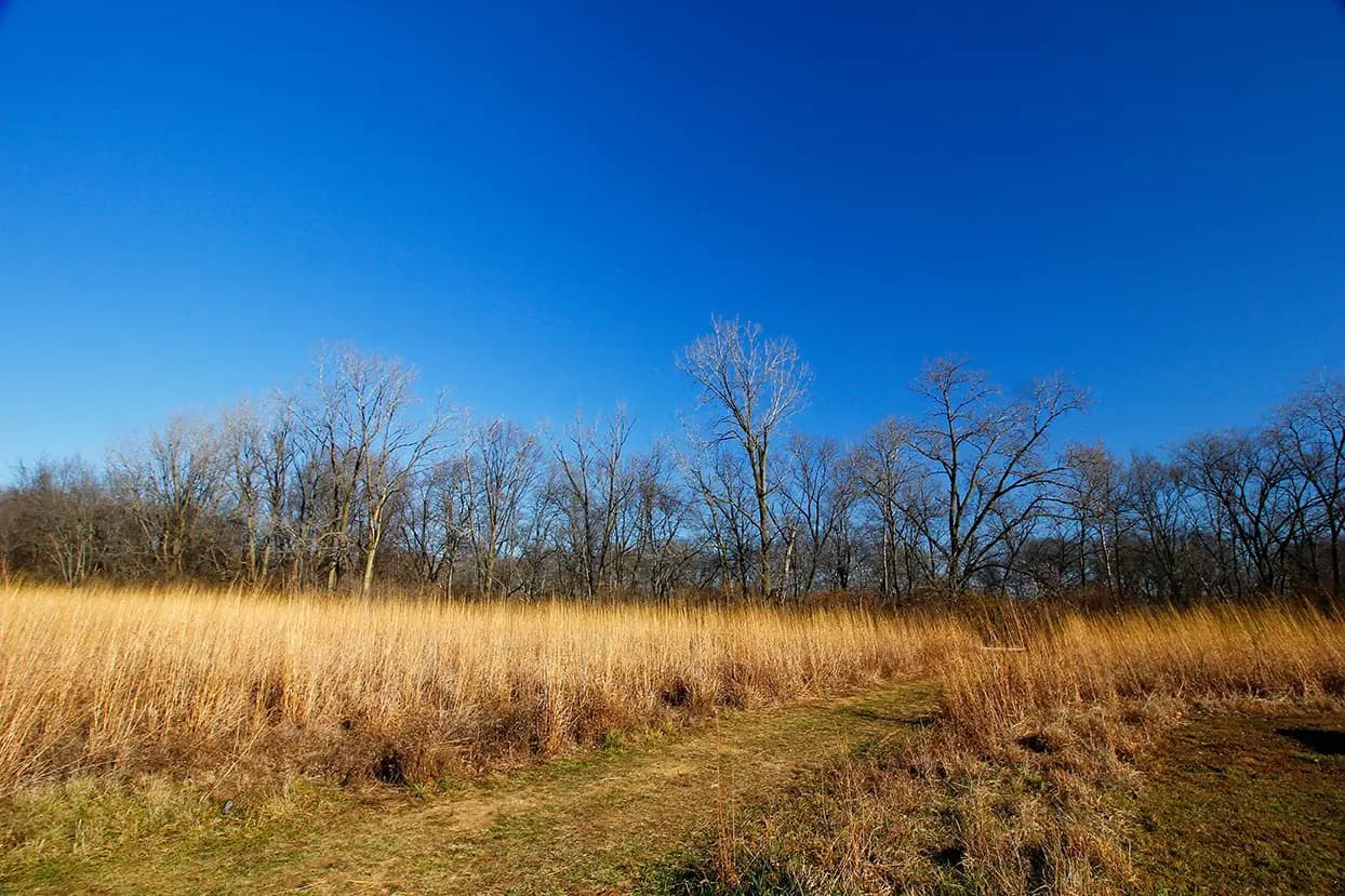 A nature trail with trees and tall grass.