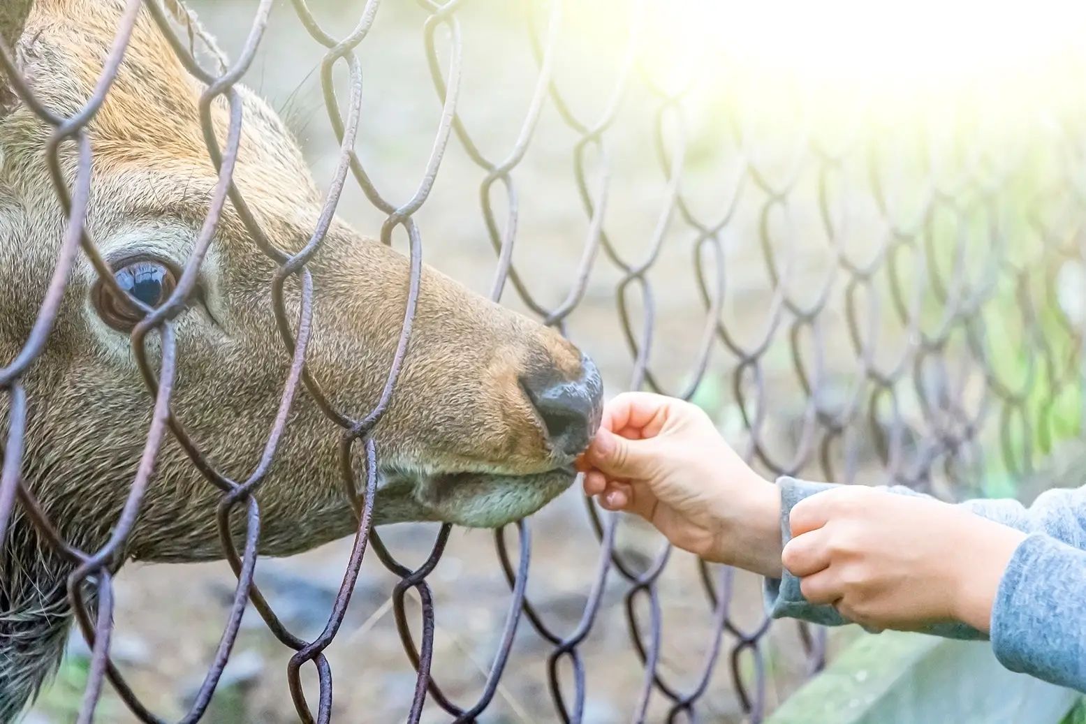 A person feeding a deer through a fence.