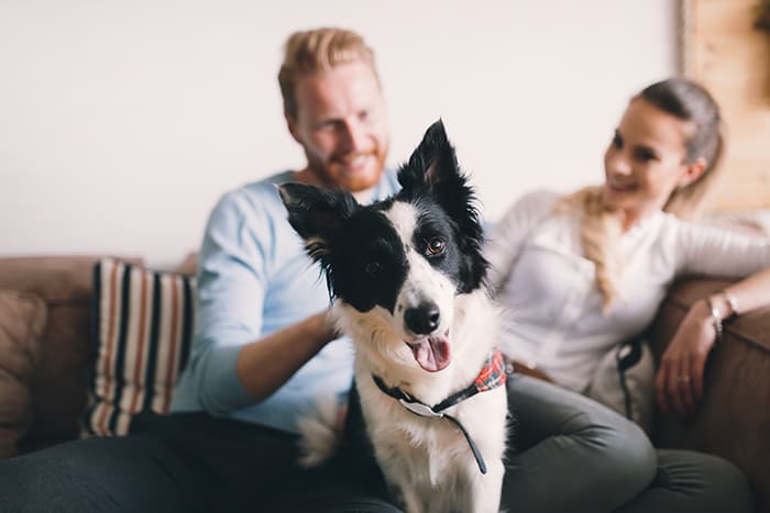 Happy border collie with tongue out sits with smiling couple on couch in pet-friendly apartment.