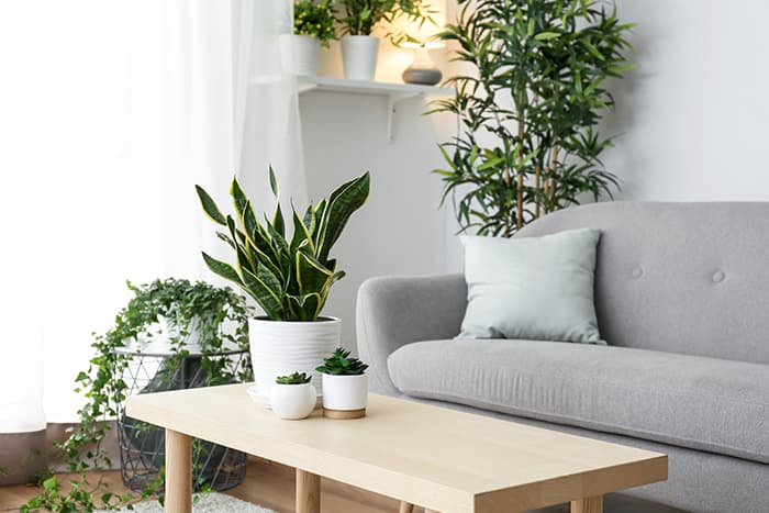 Want to Improve Your Health? Get Growing!