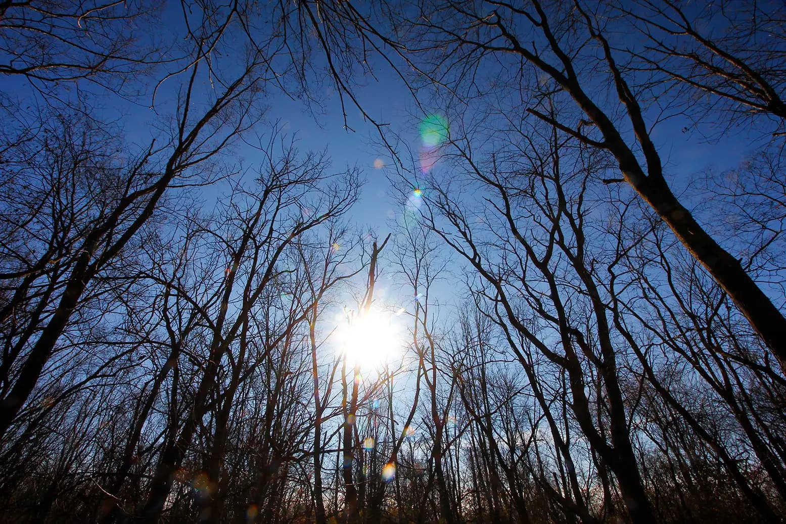 Sunlight beaming through a forest of trees.